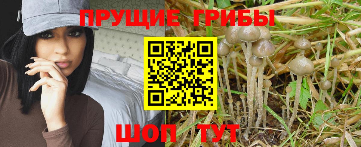 Псилоцибиновые грибы мицелий Вязники